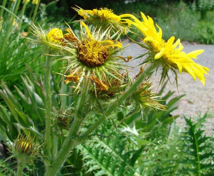 Berkheya multijuga