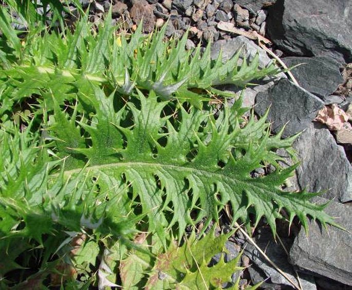 Berkheya multijuga