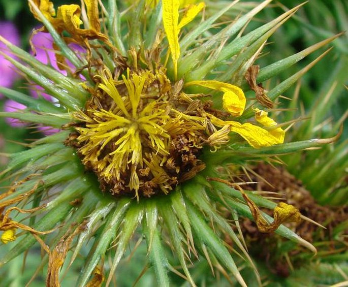 Berkheya multijuga