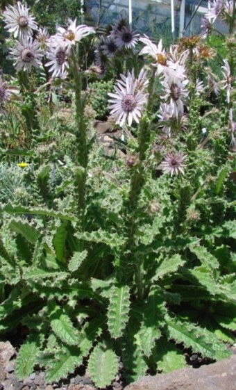 Berkheya purpurea