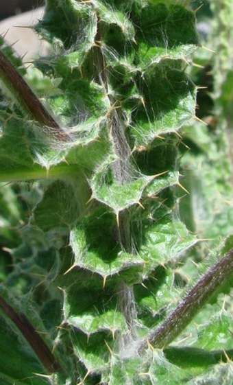 Berkheya purpurea