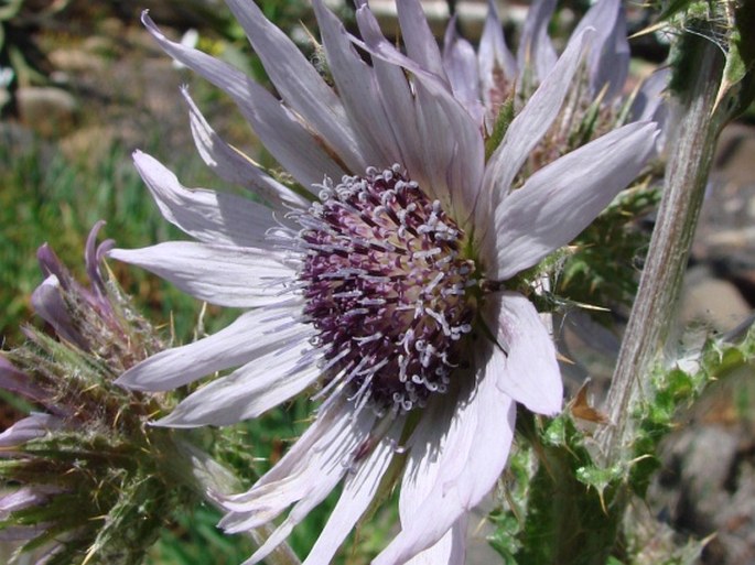 Berkheya purpurea