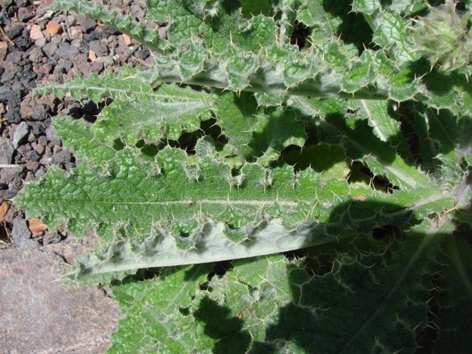 Berkheya purpurea