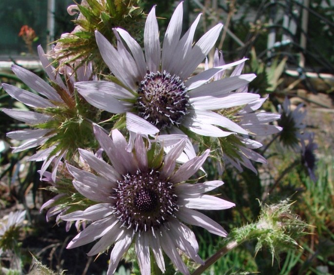 Berkheya purpurea