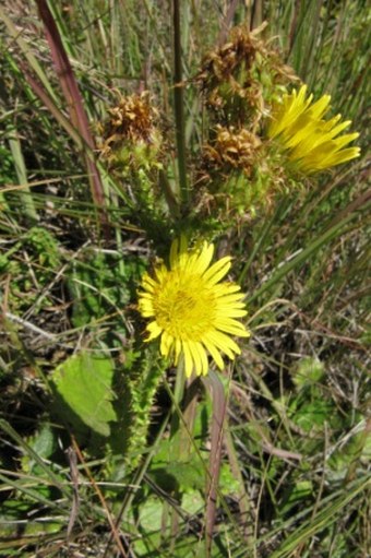 Berkheya rhapontica