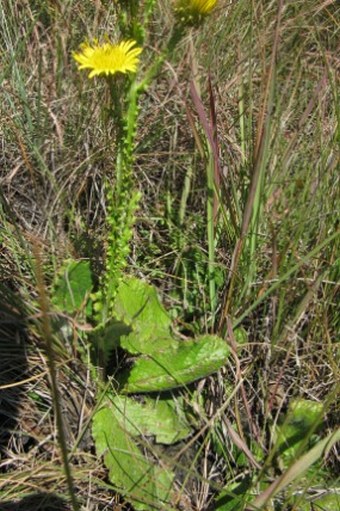 Berkheya rhapontica