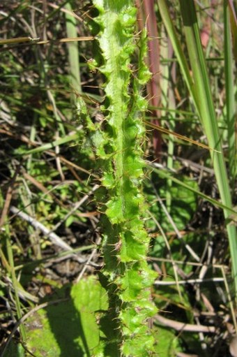 Berkheya rhapontica