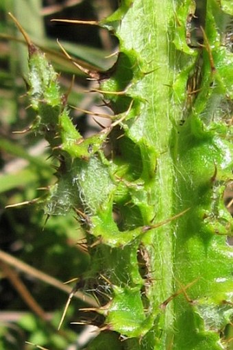 Berkheya rhapontica