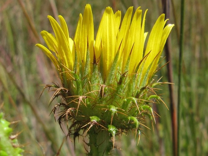 Berkheya rhapontica