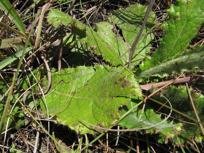 Berkheya rhapontica