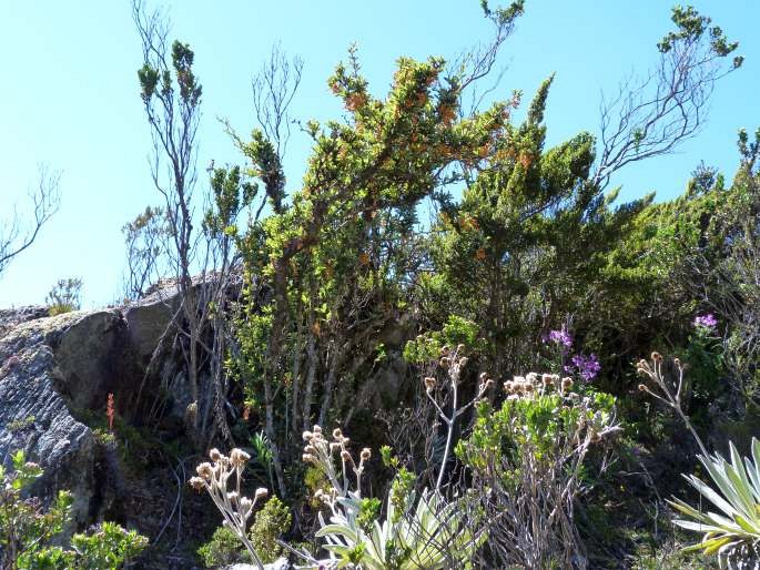 Berberis prolifica