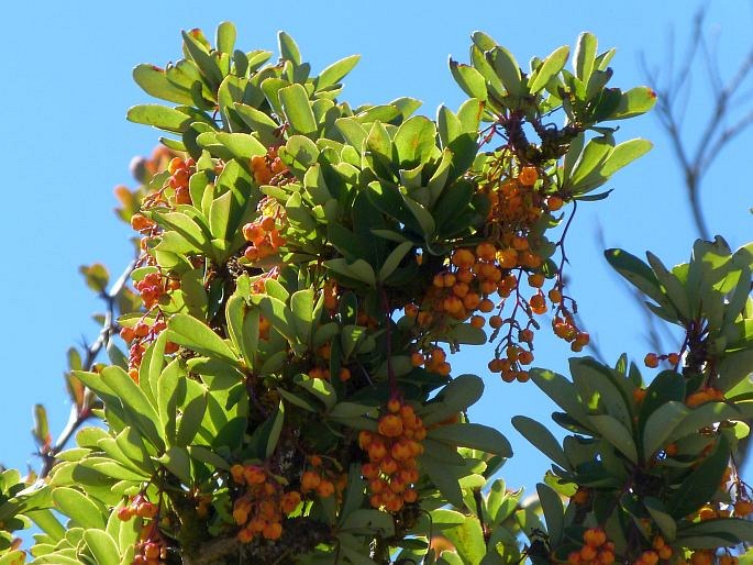 Berberis prolifica