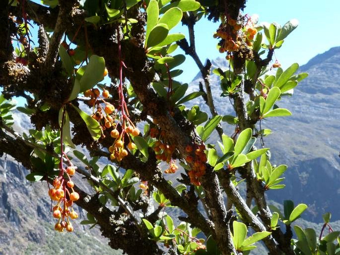 Berberis prolifica