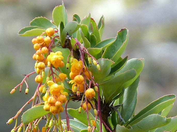 Berberis prolifica