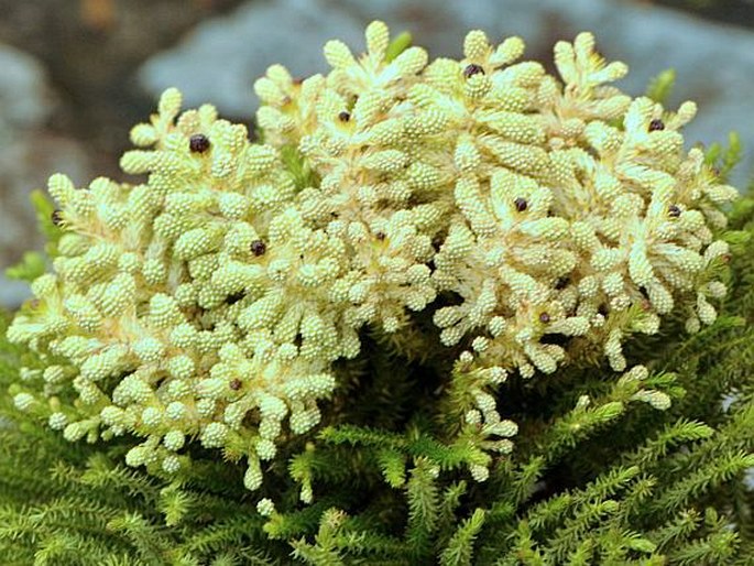 Berzelia alopecuroides