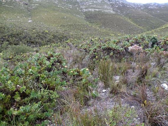 Berzelia alopecuroides