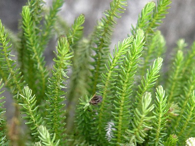 Berzelia alopecuroides