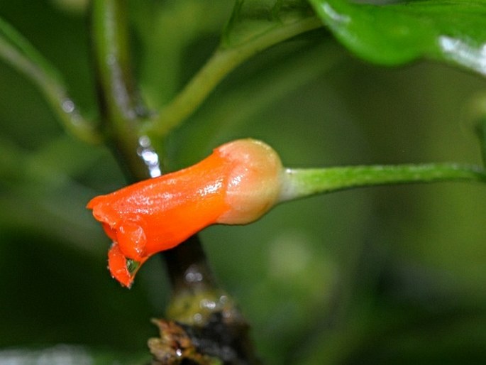 Besleria triflora