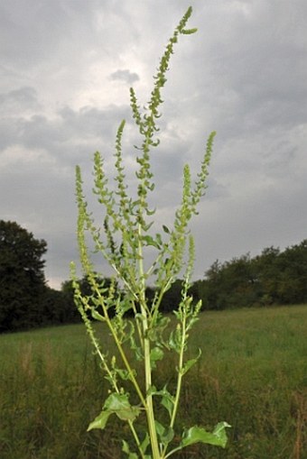 Beta vulgaris kultivary skupiny Altissima