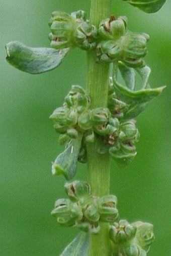 Beta vulgaris kultivary skupiny Altissima