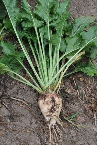 Beta vulgaris kultivary skupiny Altissima