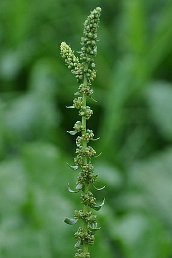 Beta vulgaris kultivary skupiny Altissima