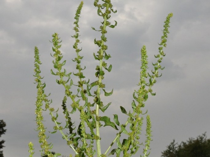 BETA VULGARIS L. kultivary skupiny ALTISSIMA – cukrovka