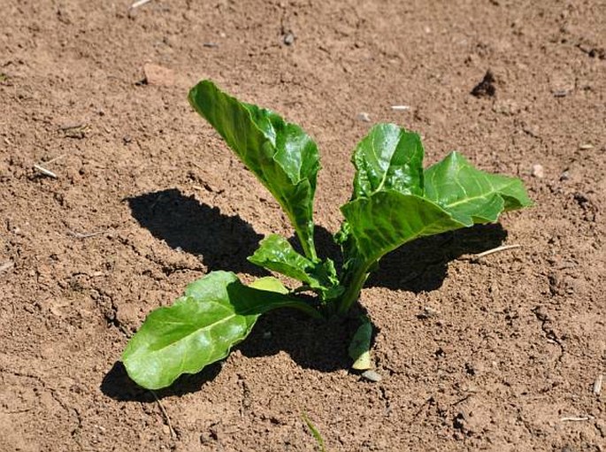 Beta vulgaris kultivary skupiny Altissima