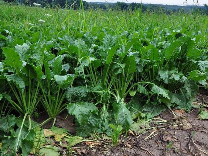 Beta vulgaris kultivary skupiny Altissima