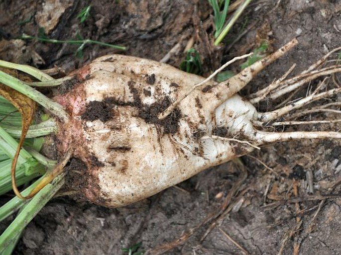 Beta vulgaris kultivary skupiny Altissima