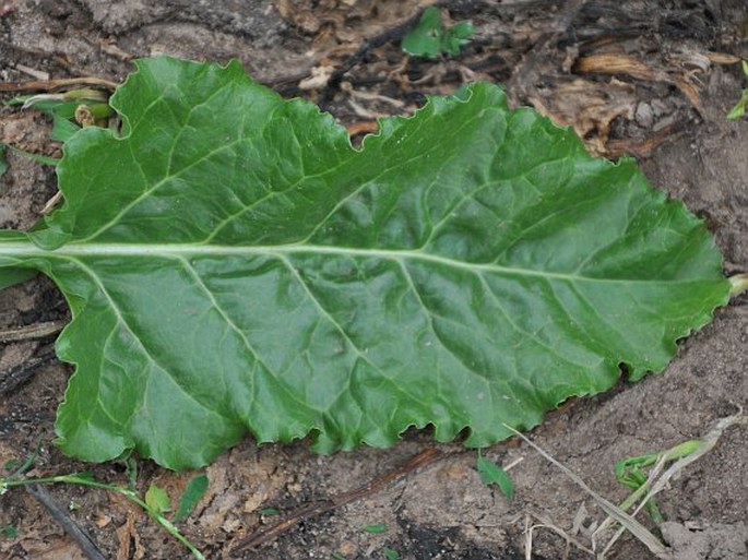 Beta vulgaris kultivary skupiny Altissima