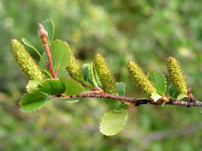 Betula glandulosa