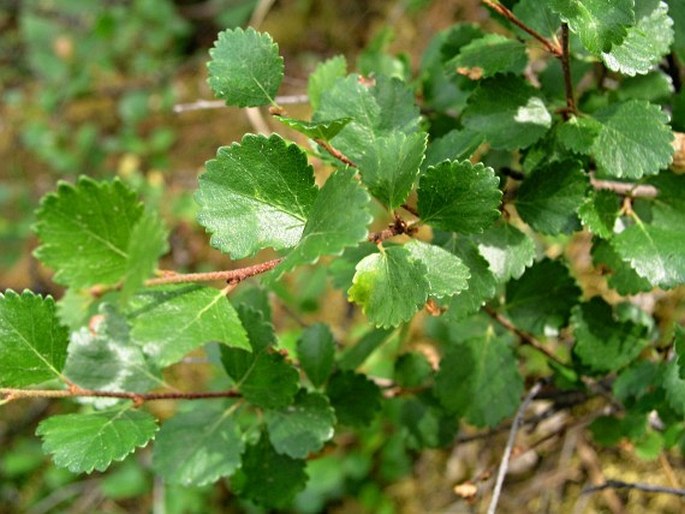 Betula glandulosa