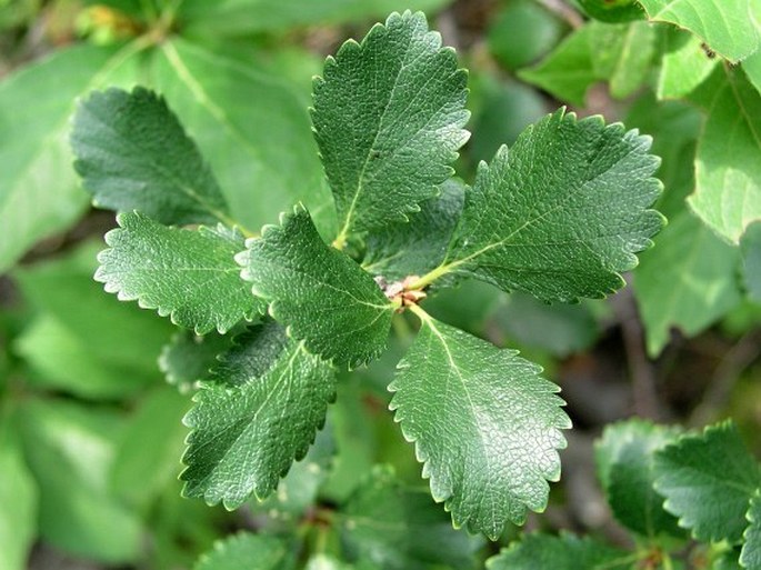 Betula glandulosa