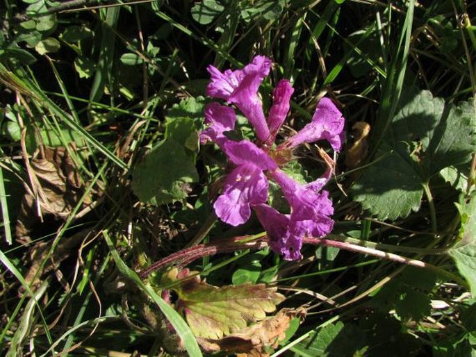 Betonica grandiflora