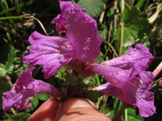 Betonica grandiflora