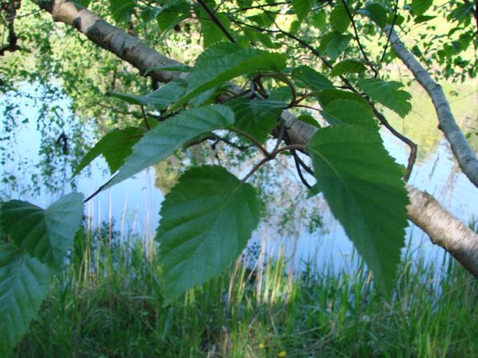 Betula utilis subsp. jacquemontii