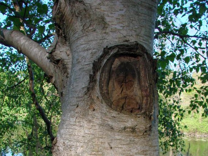 Betula utilis subsp. jacquemontii