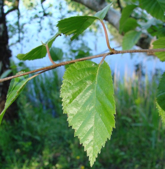 BETULA UTILIS subsp. JACQUEMONTII (Spach) Kitam. - bříza užitečná Jacquemontova / breza