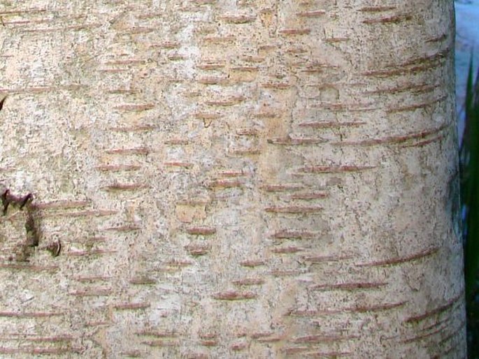 Betula utilis subsp. jacquemontii