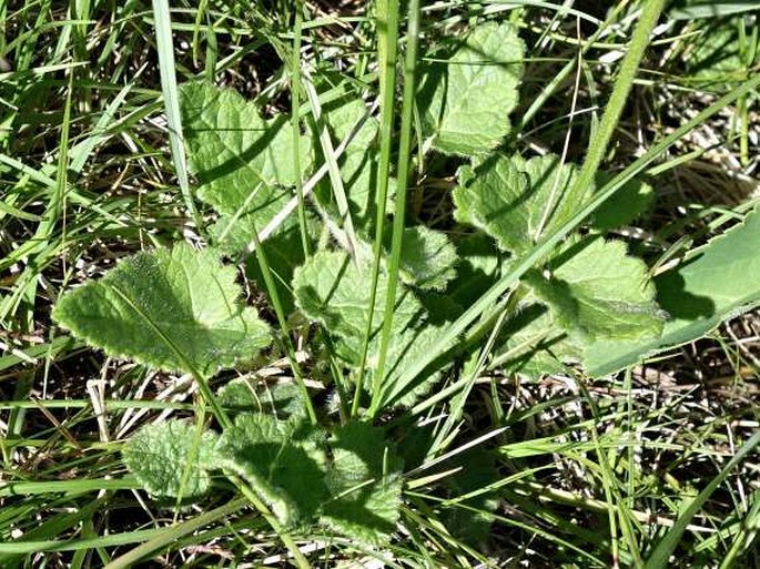 Betonica alopecuros