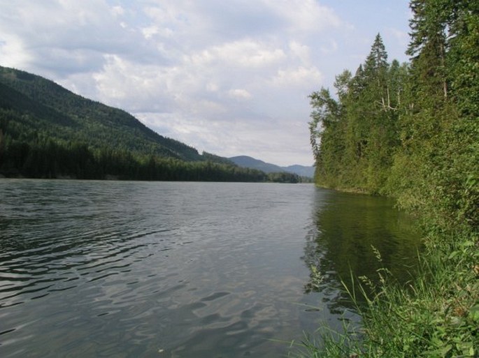 Betula papyrifera