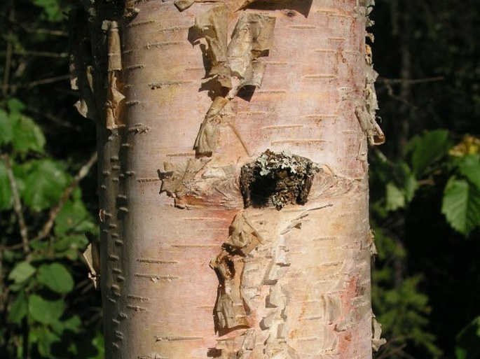 Betula papyrifera