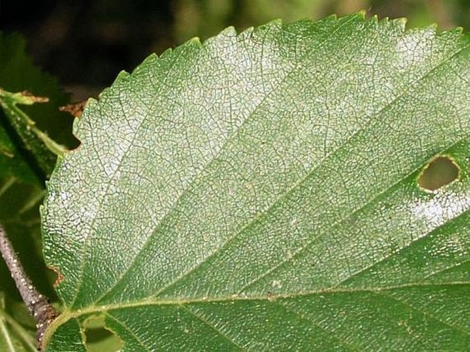 Betula papyrifera