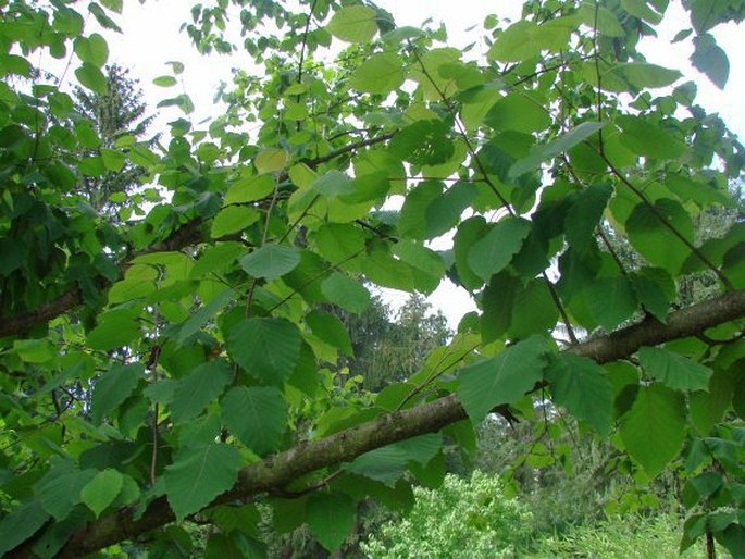 Betula maximowicziana