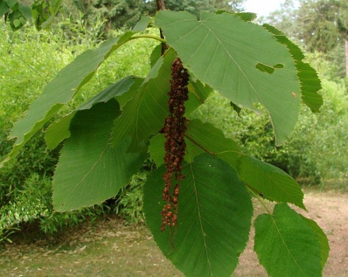 Betula maximowicziana