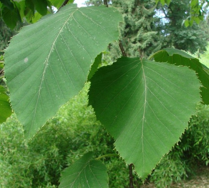 Betula maximowicziana