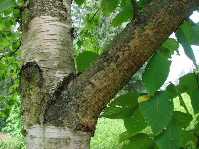 Betula maximowicziana