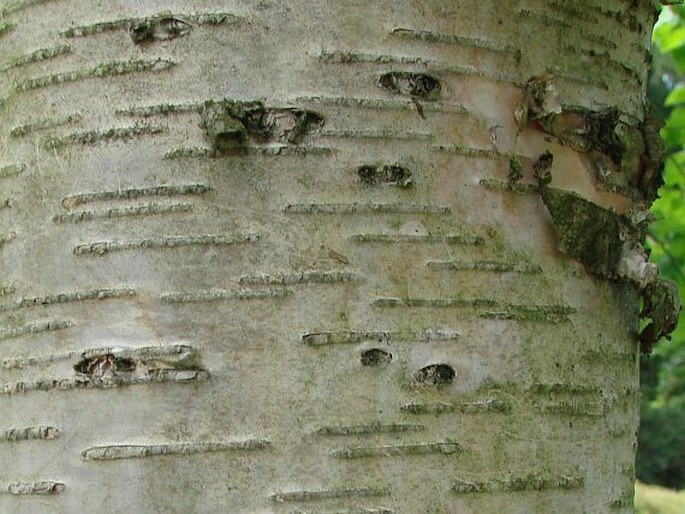 Betula maximowicziana