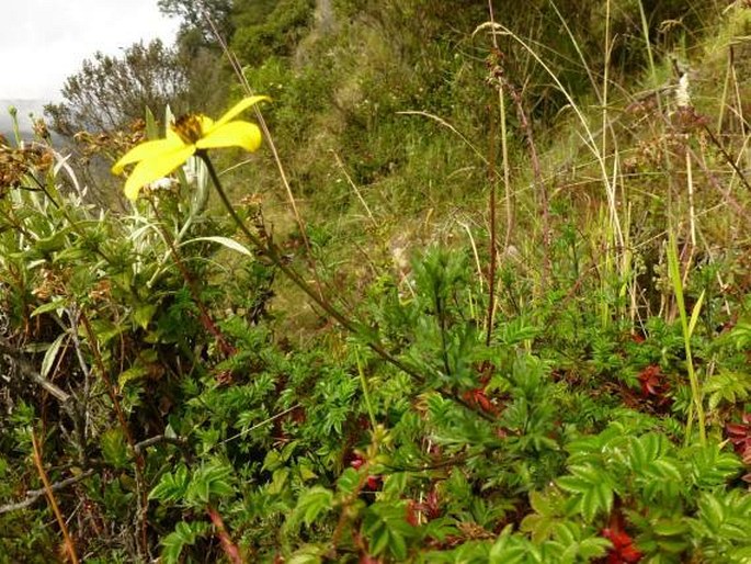 Bidens andicola